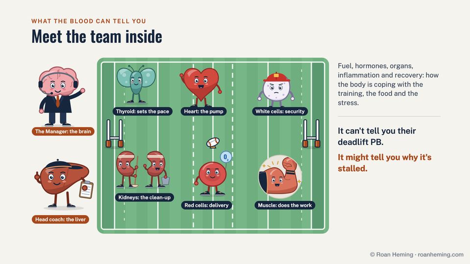 Cartoon slide from the talk, Meet the team inside: the body's organs as a rugby team on a pitch. The brain is the manager and the liver the head coach; the thyroid sets the pace, the heart is the pump, white cells are security, the kidneys do the clean-up, red cells make the delivery and the muscle does the work.