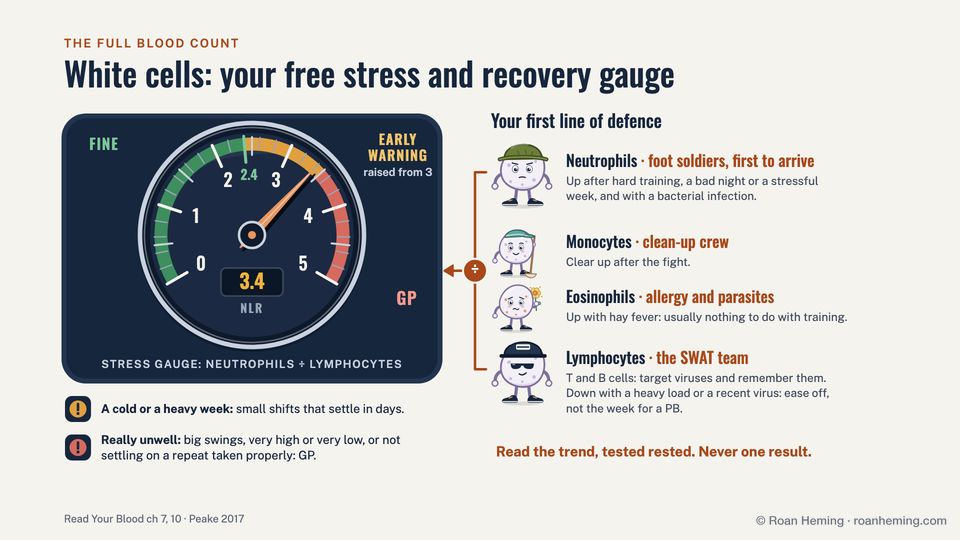Cartoon slide from the talk, White cells: your free stress and recovery gauge. A dial reads the ratio of neutrophils to lymphocytes from fine to early warning to see your GP. Beside it the white cells as characters: neutrophils the foot soldiers, monocytes the clean-up crew, eosinophils for allergy and parasites, and lymphocytes the SWAT team.